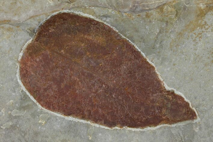 Fossil Leaf (Ficus) - Montana #120816